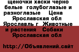щеночки хаски черно-белые .голубоглазые и разноглазые  › Цена ­ 1 - Ярославская обл., Ярославль г. Животные и растения » Собаки   . Ярославская обл.